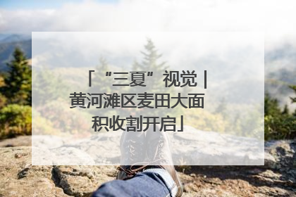 “三夏”视觉｜黄河滩区麦田大面积收割开启