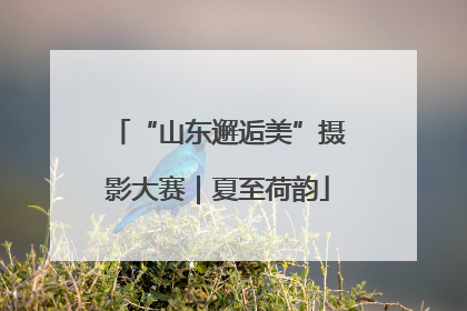 “山东邂逅美”摄影大赛｜夏至荷韵