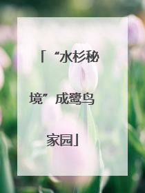 “水杉秘境”成鹭鸟家园