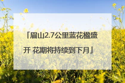 眉山2.7公里蓝花楹盛开 花期将持续到下月