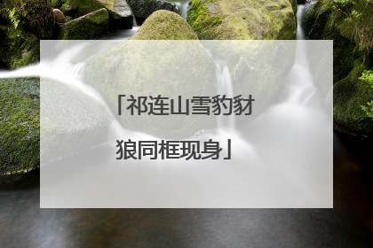 祁连山雪豹豺狼同框现身