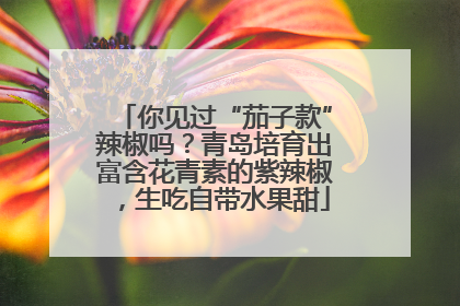 你见过“茄子款”辣椒吗？青岛培育出富含花青素的紫辣椒，生吃自带水果甜