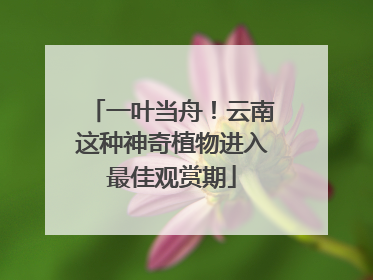 一叶当舟！云南这种神奇植物进入最佳观赏期