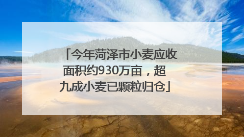 今年菏泽市小麦应收面积约930万亩，超九成小麦已颗粒归仓
