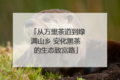 从万里茶道到绿满山乡 安化黑茶的生态致富路