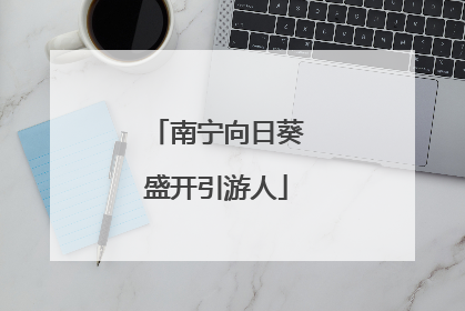 南宁向日葵盛开引游人