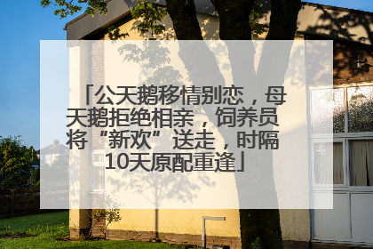 公天鹅移情别恋，母天鹅拒绝相亲，饲养员将“新欢”送走，时隔10天原配重逢