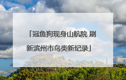 冠鱼狗现身山航院 刷新滨州市鸟类新纪录