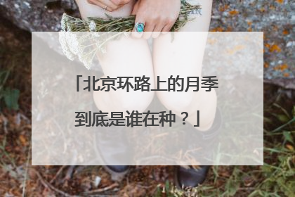 北京环路上的月季到底是谁在种？
