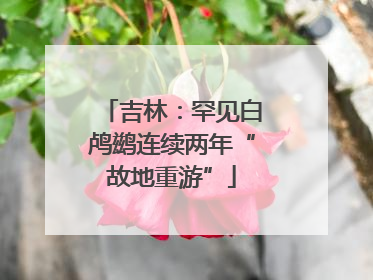 吉林：罕见白鸬鹚连续两年“故地重游”