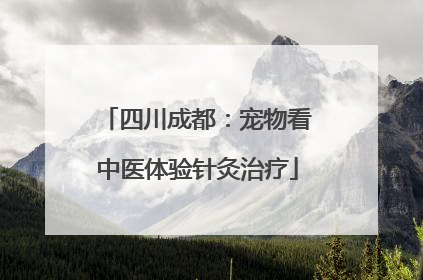 四川成都：宠物看中医体验针灸治疗