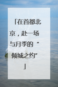 在首都北京，赴一场与月季的“倾城之约”