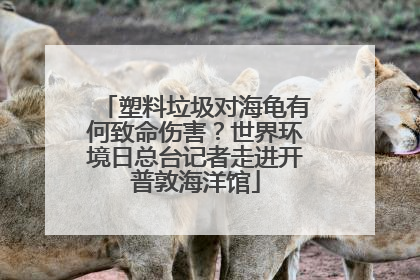 塑料垃圾对海龟有何致命伤害？世界环境日总台记者走进开普敦海洋馆
