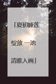 夏初睡莲绽放 一池清雅入画