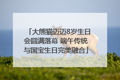 大熊猫迈迈8岁生日会圆满落幕 端午传统与国宝生日完美融合