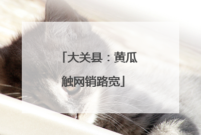 大关县：黄瓜触网销路宽