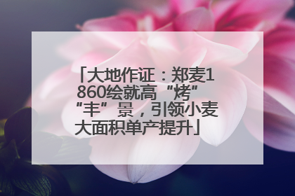大地作证：郑麦1860绘就高“烤”“丰”景，引领小麦大面积单产提升