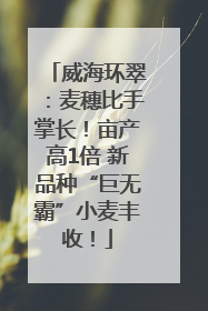 威海环翠：麦穗比手掌长！亩产高1倍 新品种“巨无霸”小麦丰收！