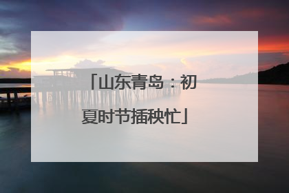 山东青岛：初夏时节插秧忙