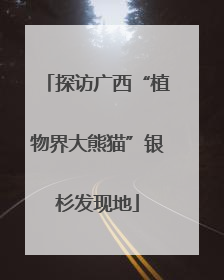 探访广西“植物界大熊猫”银杉发现地