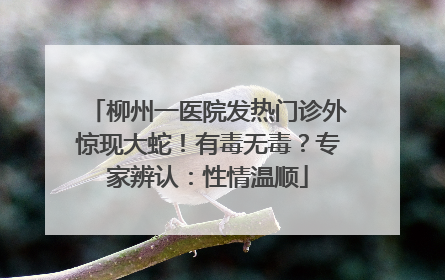 柳州一医院发热门诊外惊现大蛇！有毒无毒？专家辨认：性情温顺