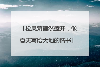松果菊翩然盛开，像夏天写给大地的情书
