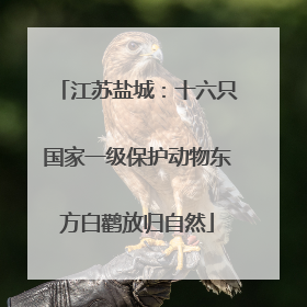 江苏盐城：十六只国家一级保护动物东方白鹳放归自然