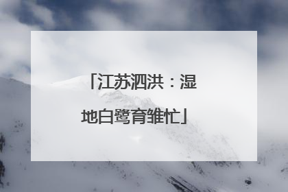 江苏泗洪：湿地白鹭育雏忙