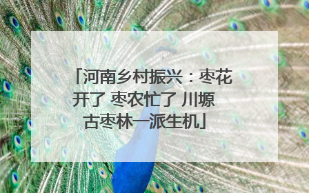 河南乡村振兴：枣花开了 枣农忙了 川塬古枣林一派生机