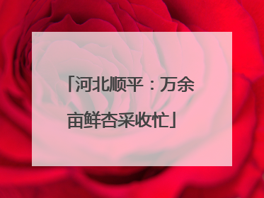 河北顺平：万余亩鲜杏采收忙