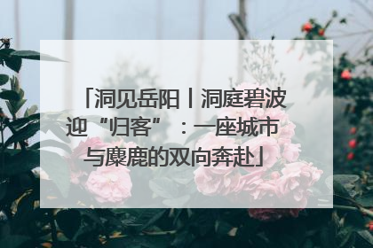 洞见岳阳丨洞庭碧波迎“归客”：一座城市与麋鹿的双向奔赴