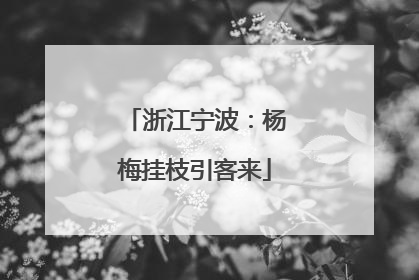 浙江宁波：杨梅挂枝引客来
