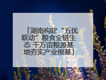 湖南构建“五优联动”粮食全链生态 千万亩粮源基地夯实产业根基