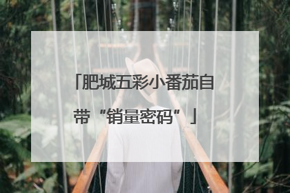 肥城五彩小番茄自带“销量密码”