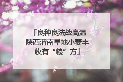 良种良法战高温 陕西渭南旱地小麦丰收有“粮”方