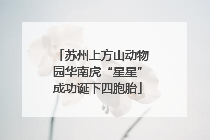 苏州上方山动物园华南虎“星星”成功诞下四胞胎