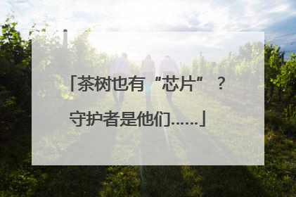 茶树也有“芯片”？守护者是他们……