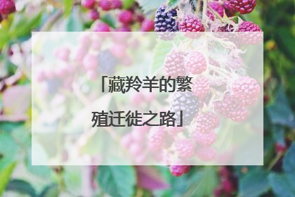 藏羚羊的繁殖迁徙之路