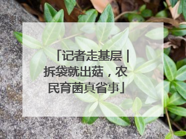 记者走基层｜拆袋就出菇，农民育菌真省事