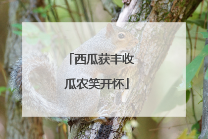 西瓜获丰收 瓜农笑开怀