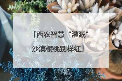 西农智慧“灌溉” 沙漠樱桃别样红