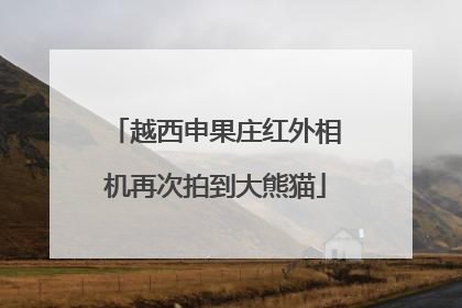越西申果庄红外相机再次拍到大熊猫