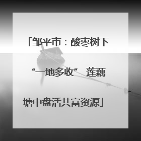 邹平市：酸枣树下“一地多收” 莲藕塘中盘活共富资源