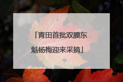 青田首批双膜东魁杨梅迎来采摘