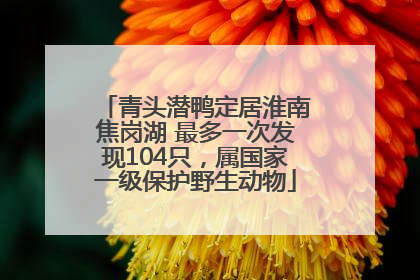 青头潜鸭定居淮南焦岗湖 最多一次发现104只，属国家一级保护野生动物