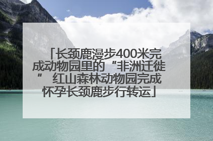 长颈鹿漫步400米完成动物园里的“非洲迁徙” 红山森林动物园完成怀孕长颈鹿步行转运