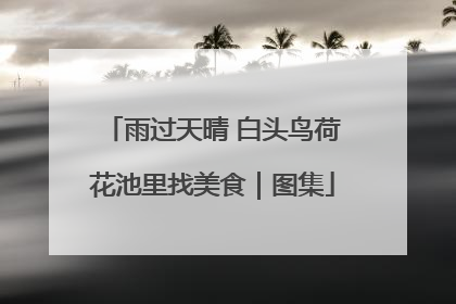 雨过天晴 白头鸟荷花池里找美食｜图集