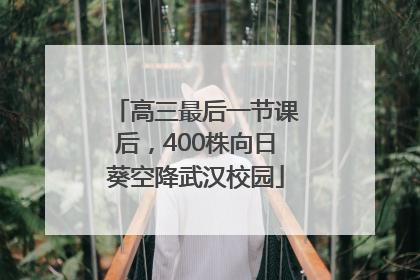 高三最后一节课后，400株向日葵空降武汉校园