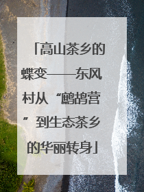 高山茶乡的蝶变——东风村从“鹧鸪营”到生态茶乡的华丽转身