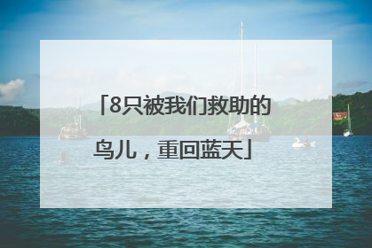 8只被我们救助的鸟儿，重回蓝天